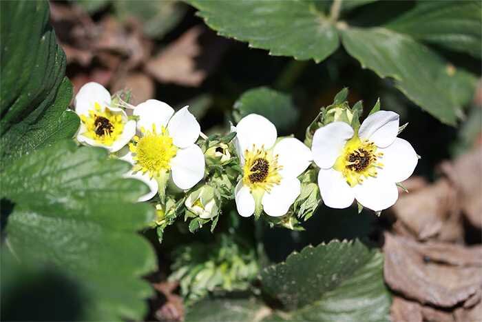 Цвет клубники после заморозков. Фото из открытого источника  rekvest.ru