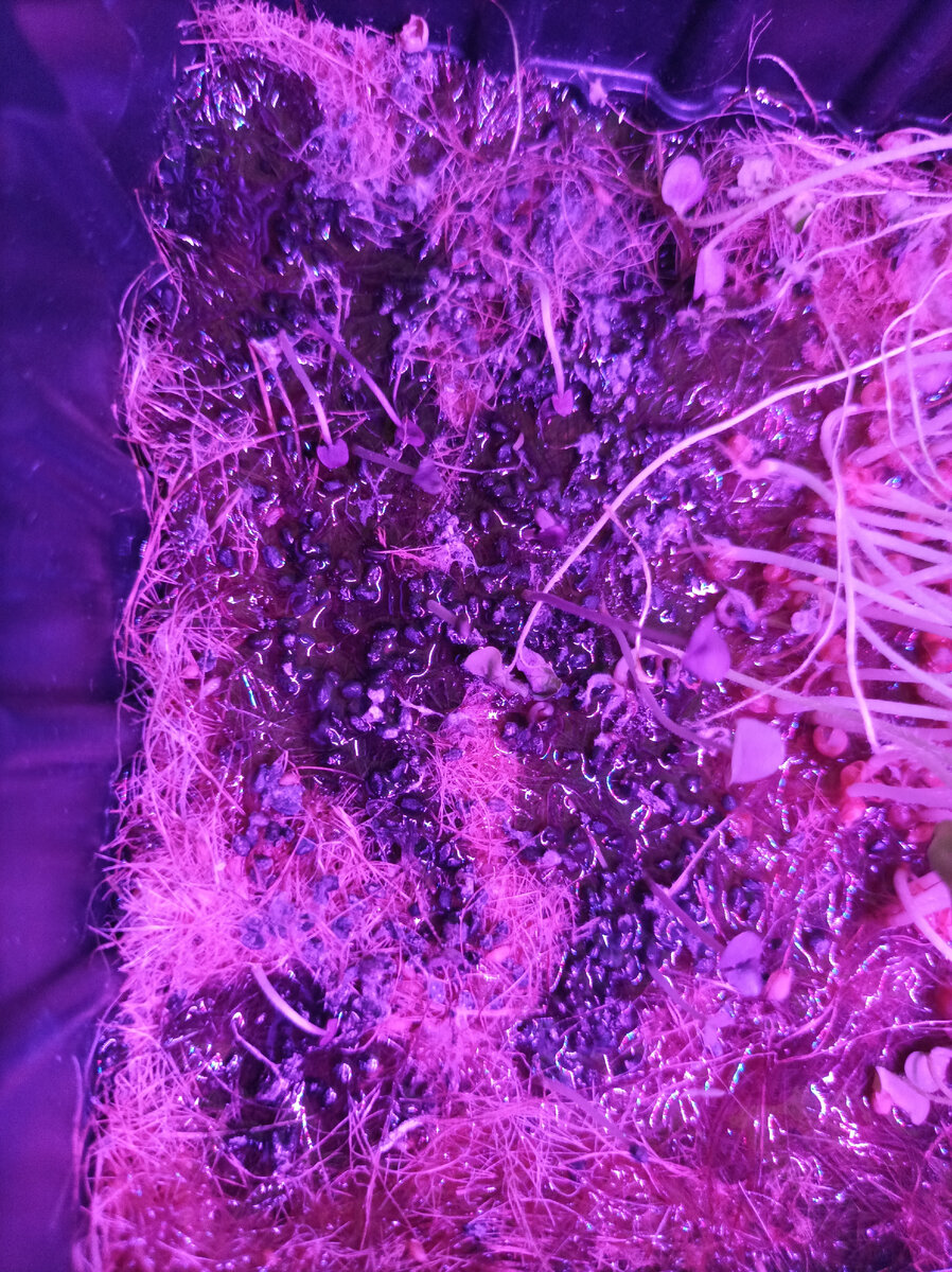 Маленькие росточки базилика рядом с полностью готовыми к употреблению ростками горчицы