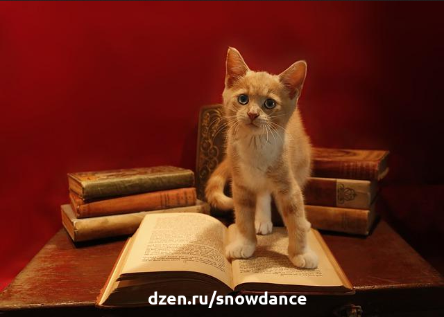 Типы фигуры у кошек
