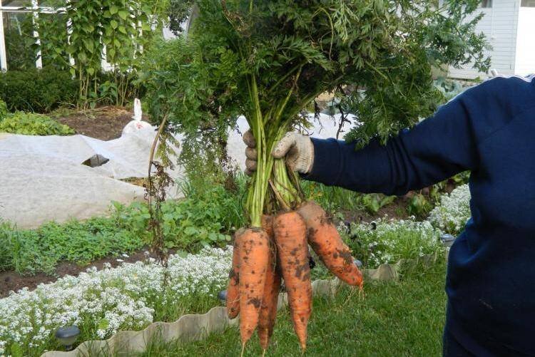 Морковь без единого дефекта - мечта каждого огородника