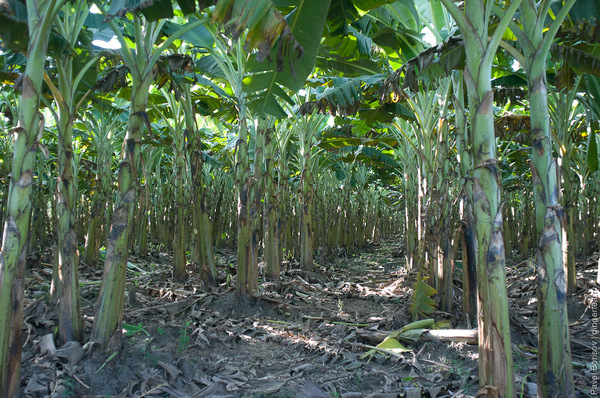 Подавляющее большинство коммерческих банановых кустов (а это именно кусты) являются клонами друг друга и произошли из одного-единственного растения. 