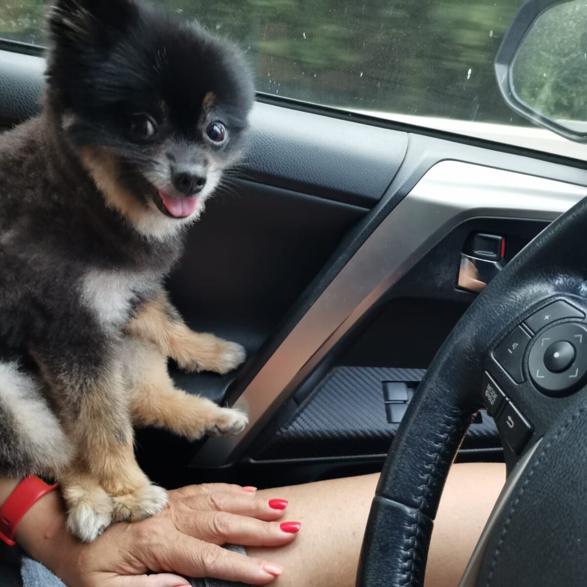 Когда-то очень пушистый шпиц вскоре после экстремальной стрижки