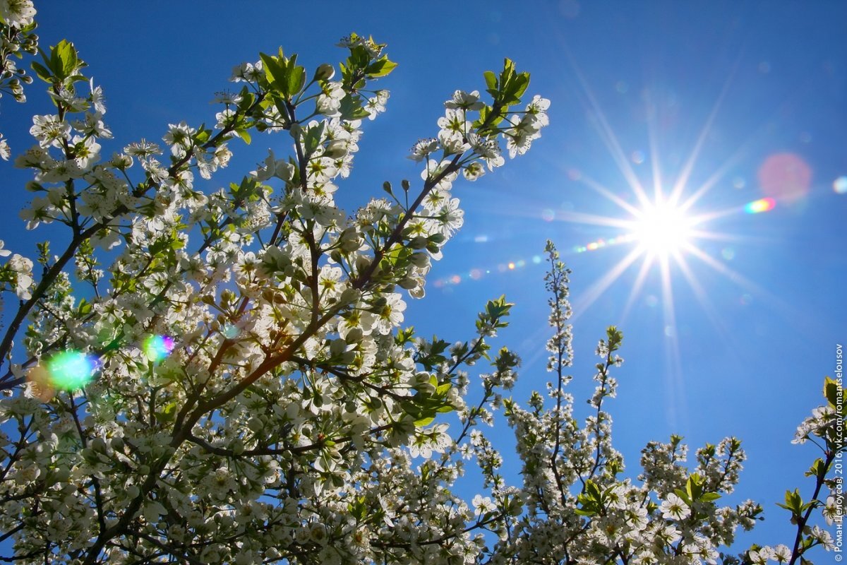 весеннее солнце