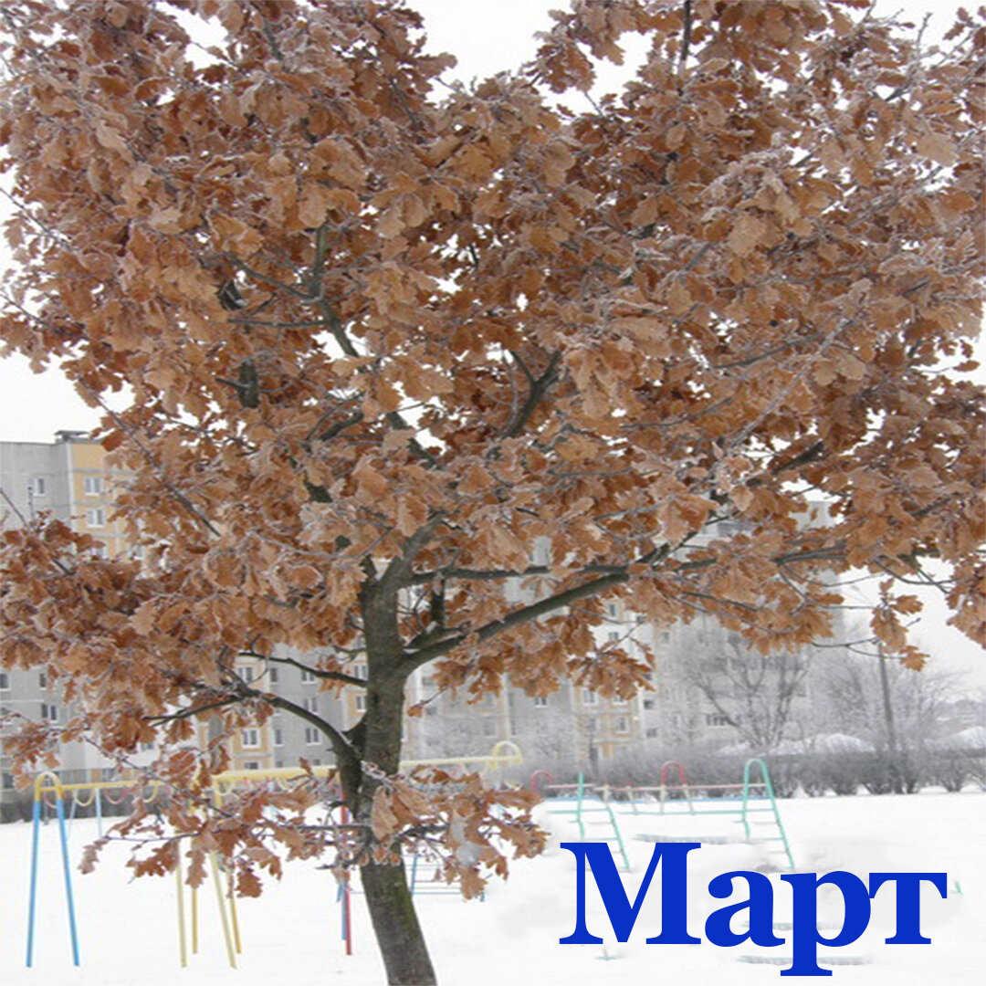 Не сбросивший листву дубок.