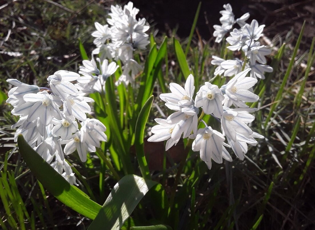 Пушкиния Libanotica