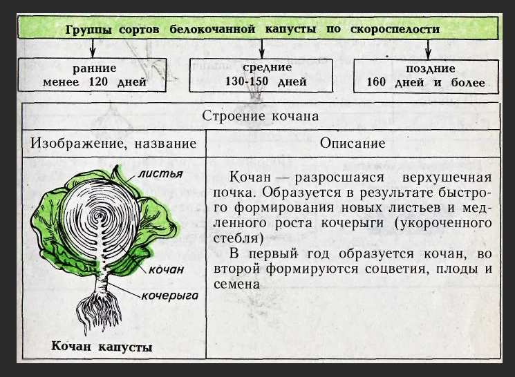 На рисунке изображены сорта капусты. Строение капусты кочанной. Капуста белокочанная строение кочана. Строение кочана капусты. Внешнее строение капусты.