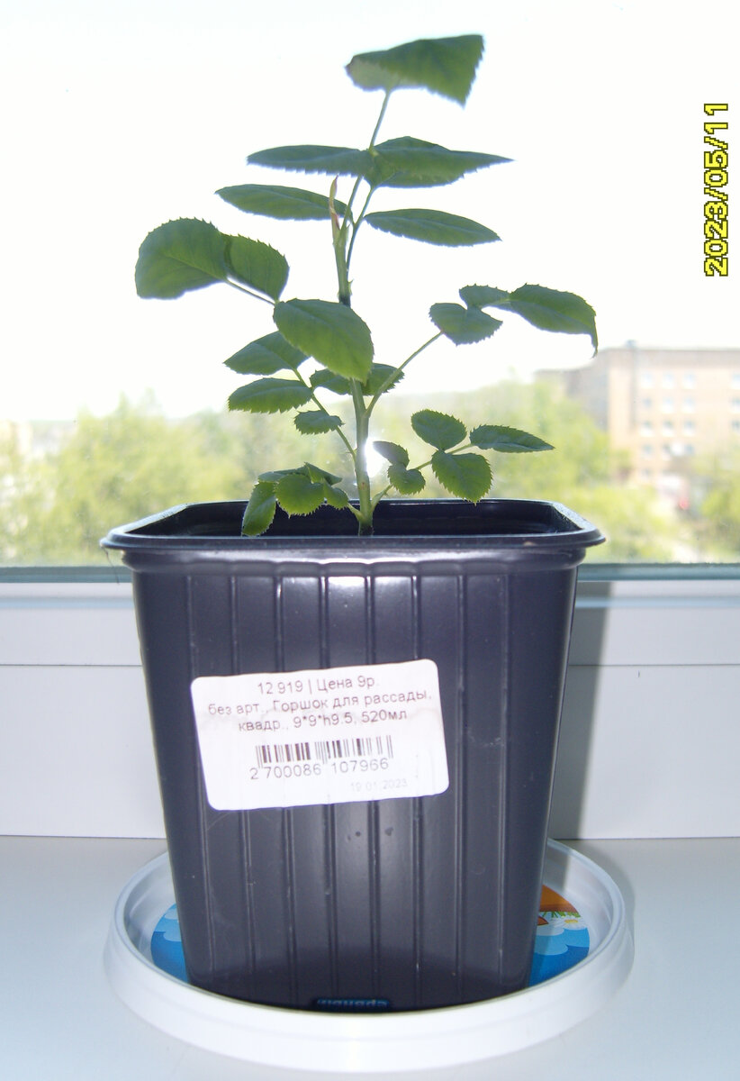 Первый росток розы Пинк Флойд до пересадки