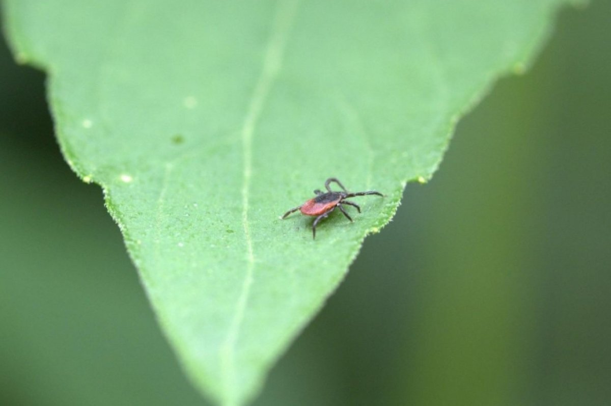    Красноярцам рассказали, какими болезнями заражают клещи в 2023 году