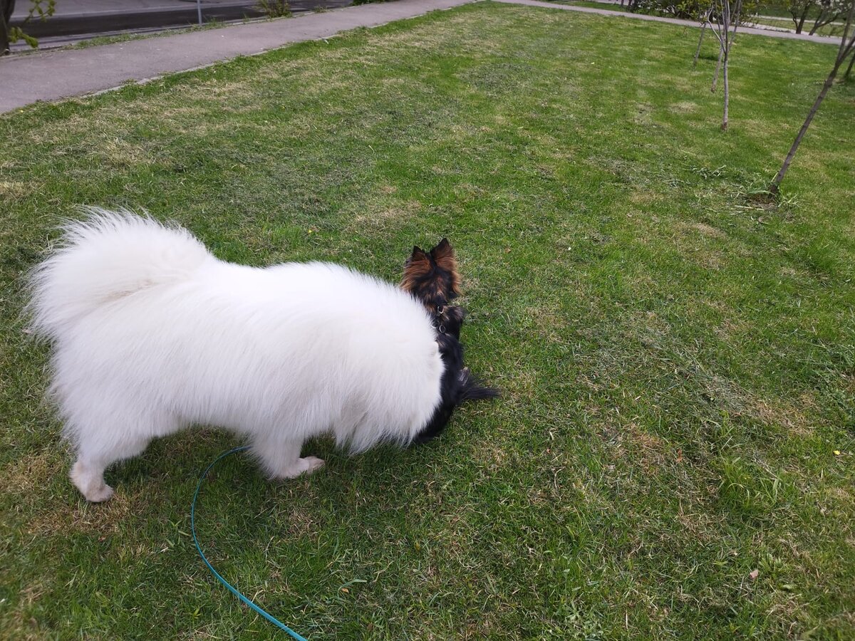 Первая встреча, надо обнюхать.