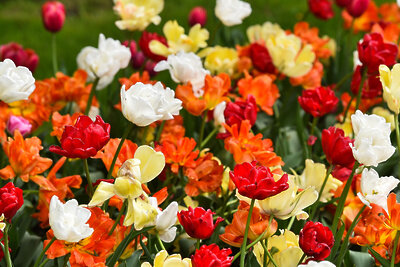    Цветы ©Александр Манзюк РИАМО