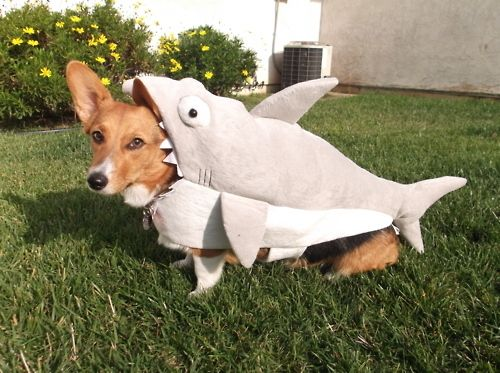 Источник фото - buzzfeed.com  