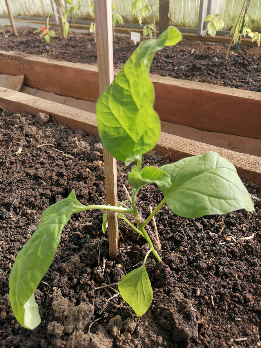 Баклажаны расправили листики после высадки.