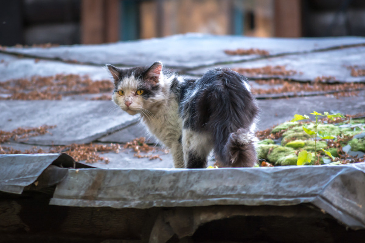 Вид голодного. Бездомный кот. Уличный кот. Уличная кошка. Брошенные кошки.