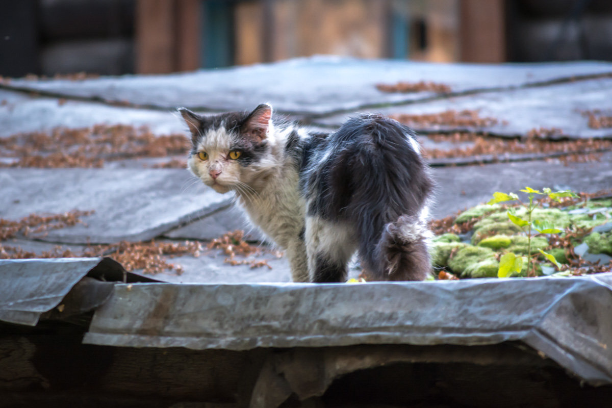 Котенок подобранный с улицы