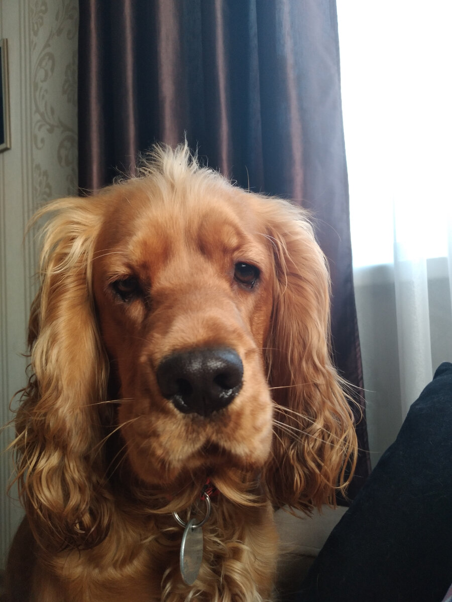 Наша  любимая чукакабра😁