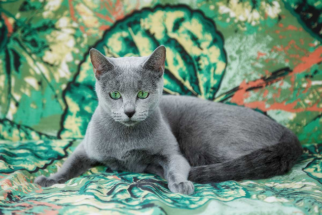 Русская голубая кошка