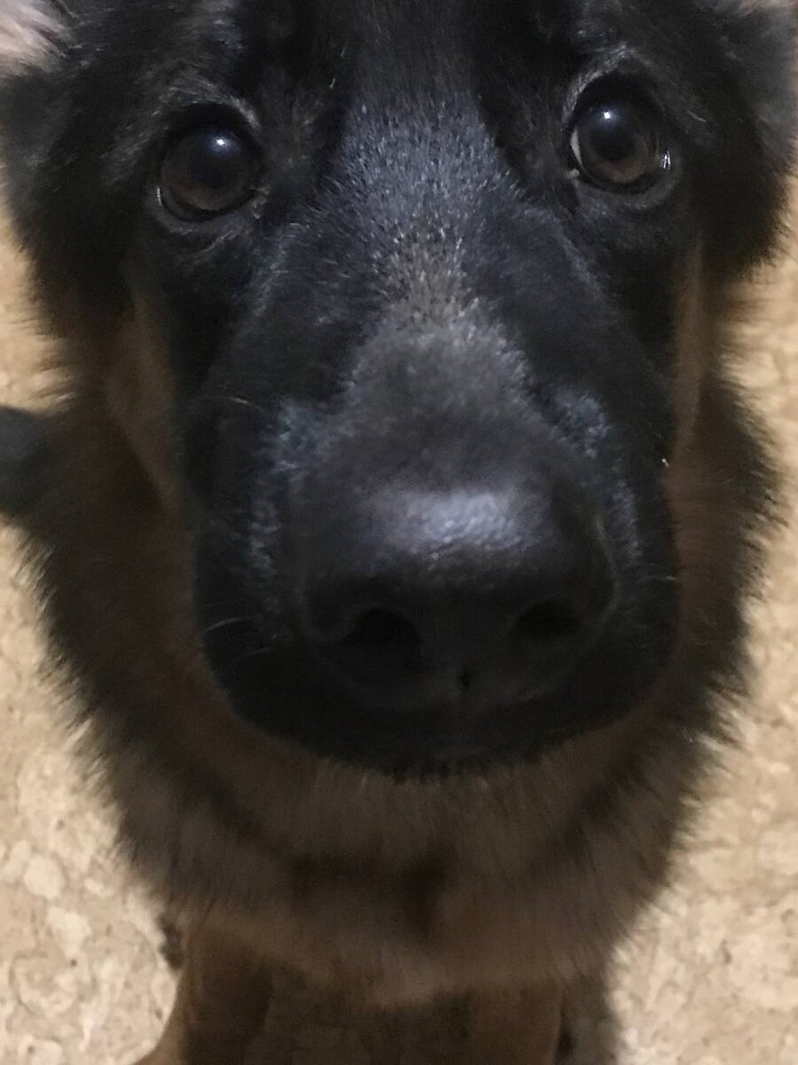 Это мой нынешний щенок - немец