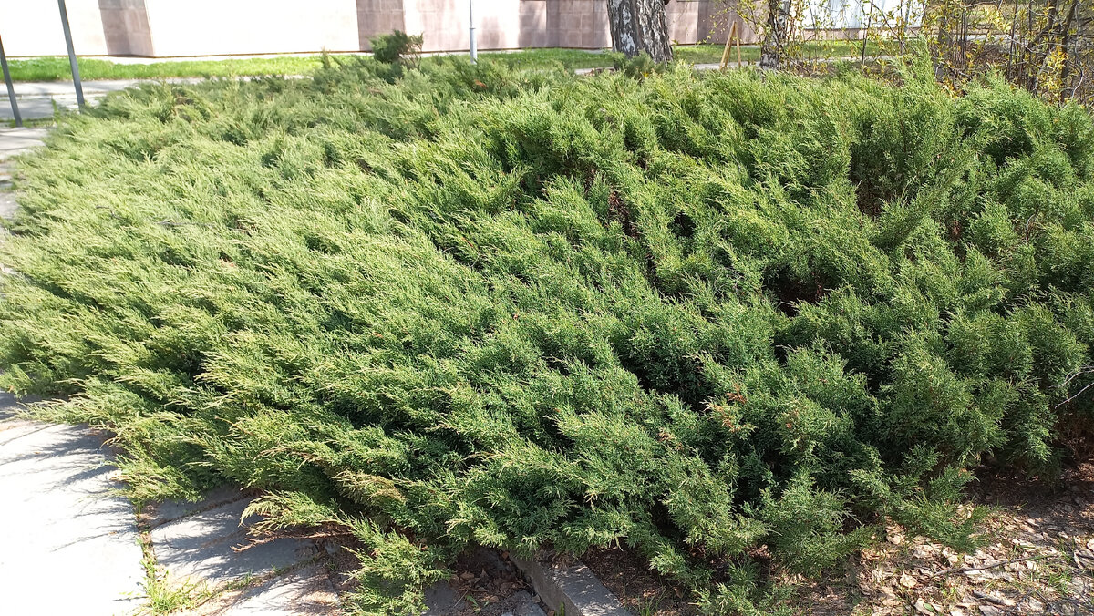 Ну, ведь красота же