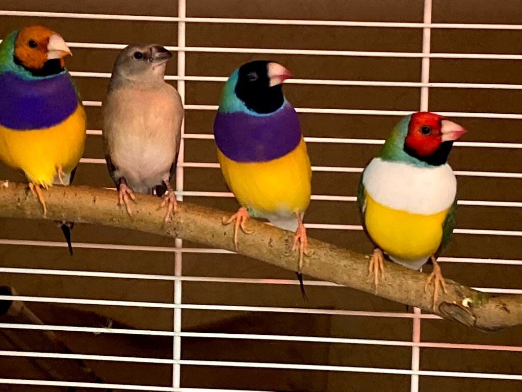 Амадина Гульда - одна из наиболее красивых клеточных птиц.Родиа её-тропические области Северной Австралии.Названа так в честь супруги английского естествоиспытателя Джона Гульда,первым описавший эту птицу.