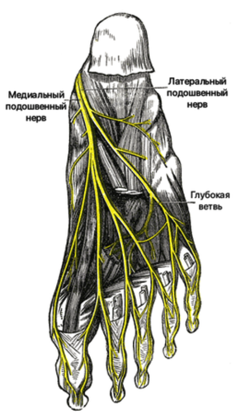 Латеральная подошвенная. Латеральный подошвенный нерв. Медиальный подошвенный нерв стопы. Подошвенная неврома Мортона. Нервы стопы анатомия.