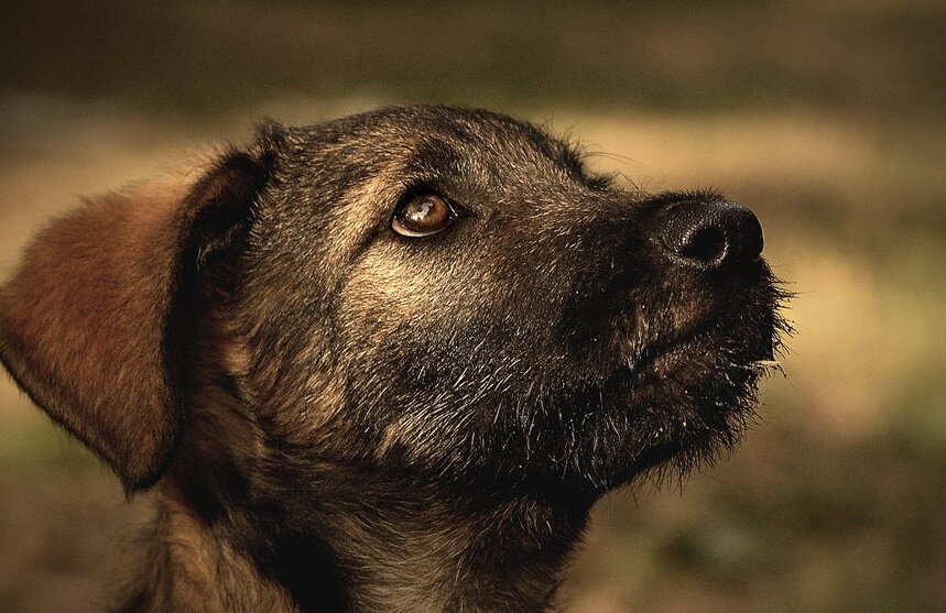 фото из открытого доступа в инете.