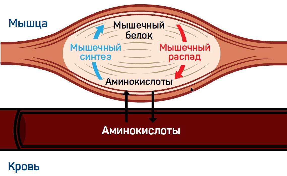 Важно знать: Главная причина отсутсвия прогресса в мышечной массе у людей  старше 45 лет | Томаш Игорь | Pro Training | Дзен