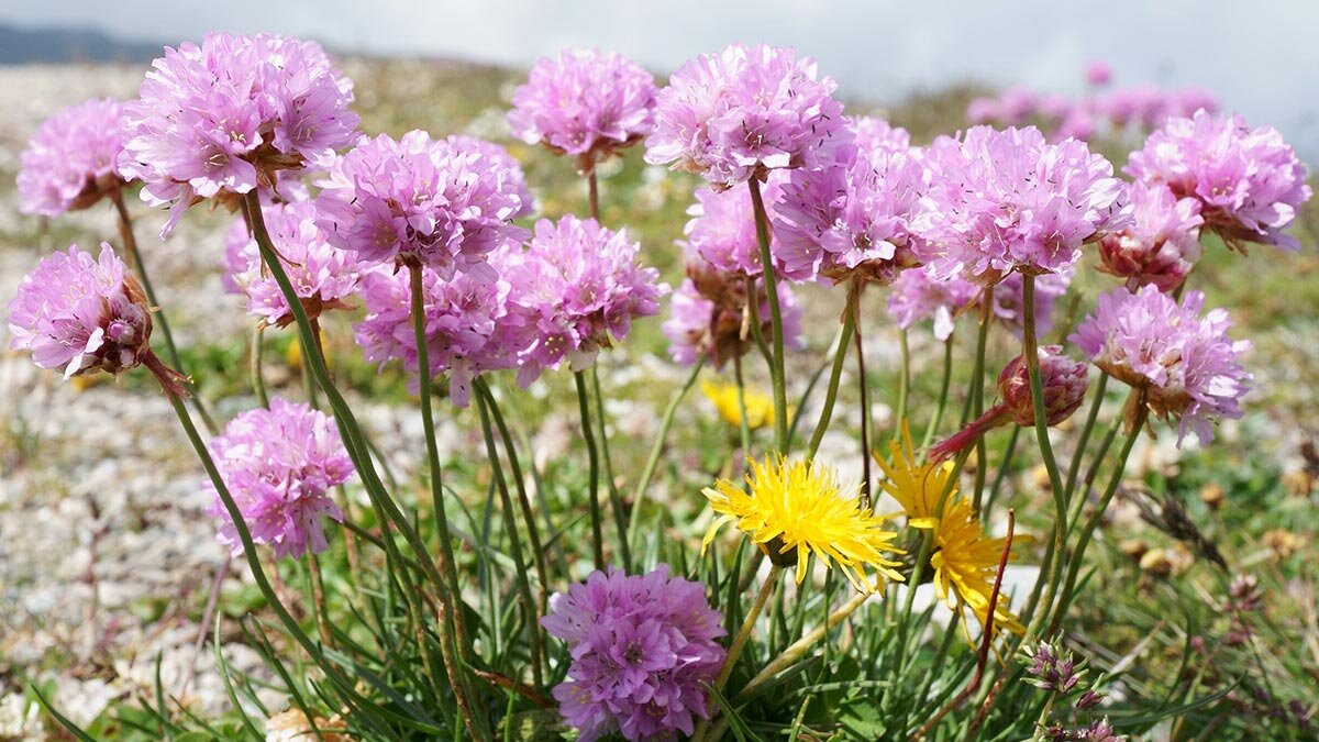     Армерия Ирина Петрова
АрмерияXulescu g/Wikimedia Commons