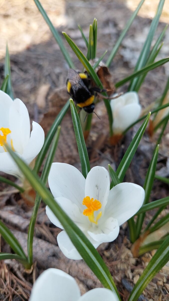 фото нашего с участка, Крокусы