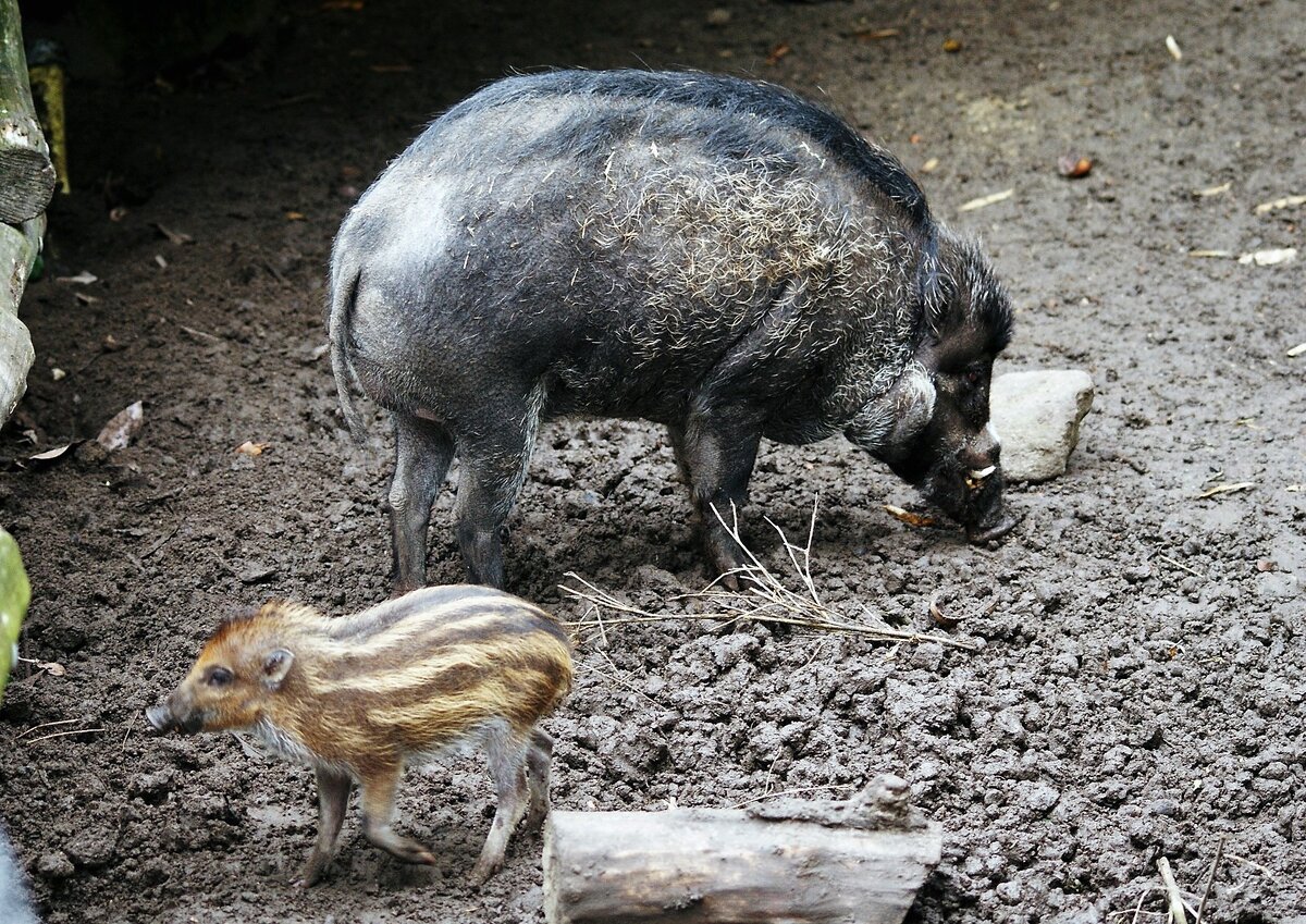 На всех фотографиях статьи красуются свиньи из зоопарков. Сфотографировать их в дикой природе практически нереально.
