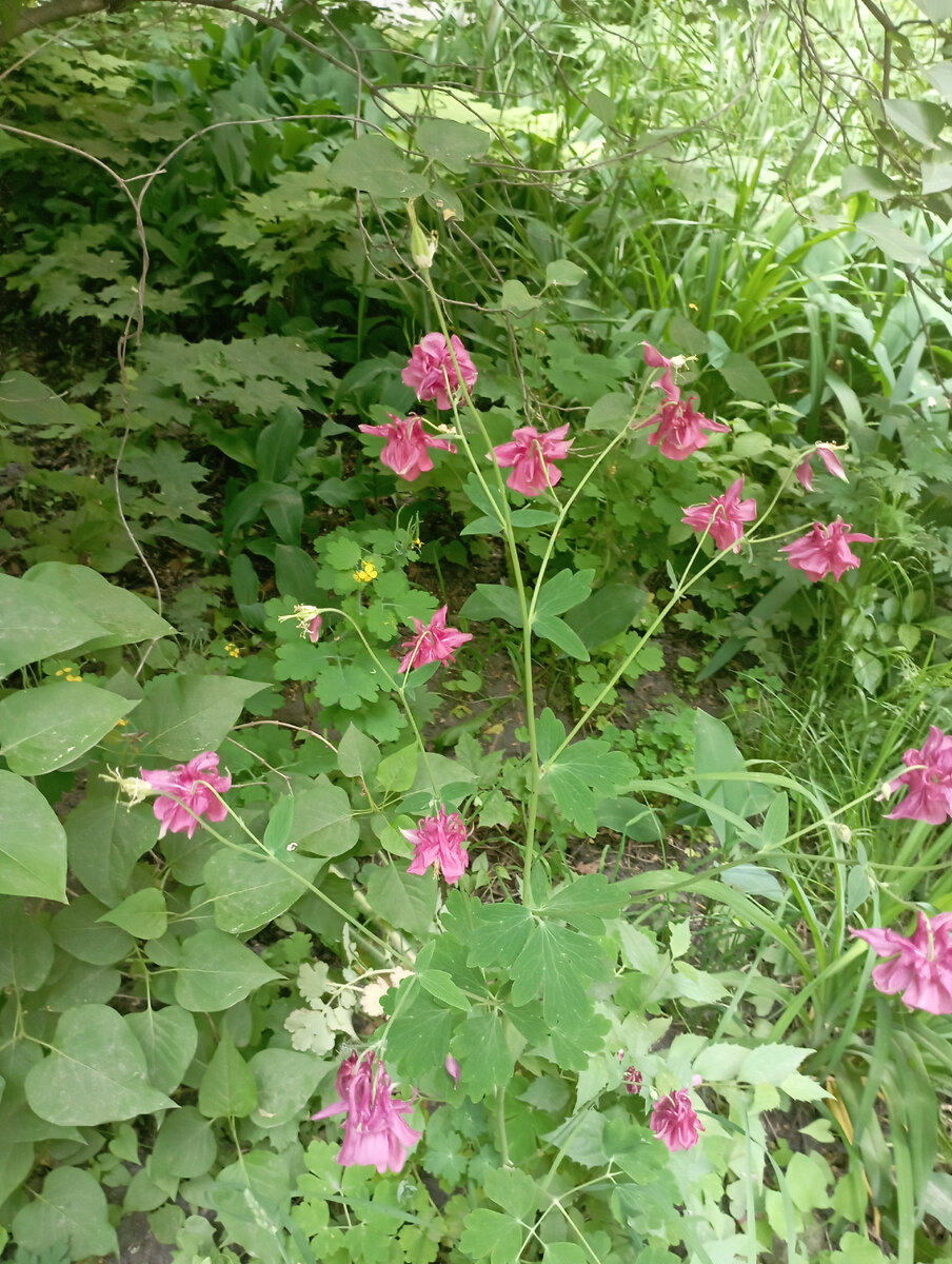 Учение с печеньем! 