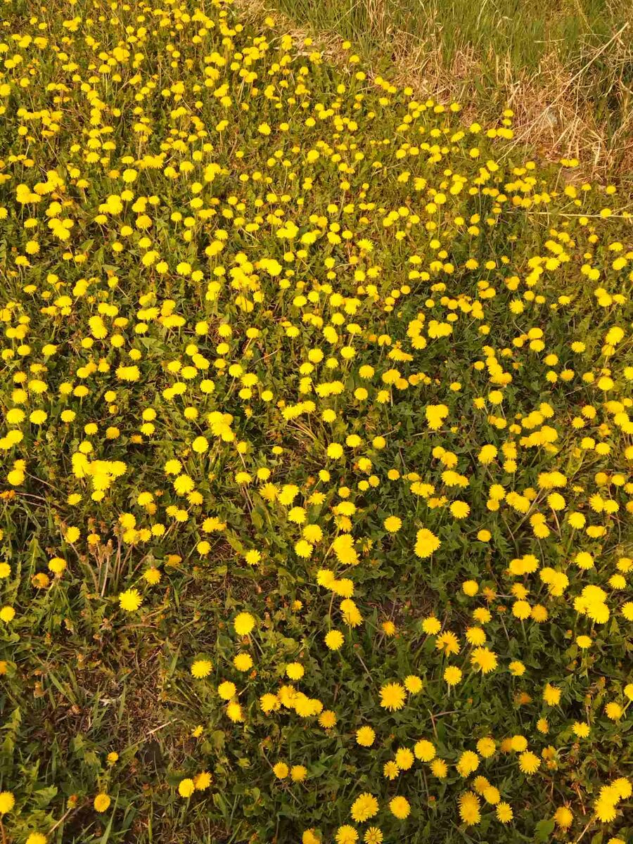 Маленькие солнышки.. Фото автора