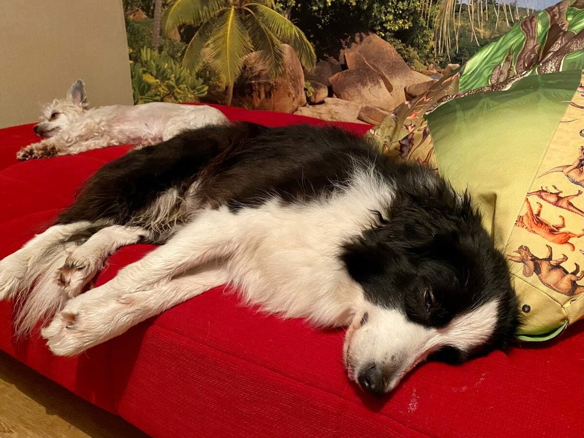 Спят усталые собачки