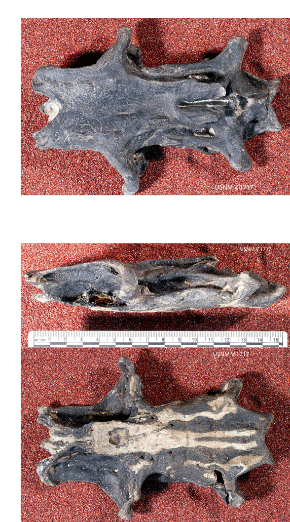 Череп Tamiobatis UNSM 1777. Восстановление челюстей и очертаний на основе топографии черепа. 