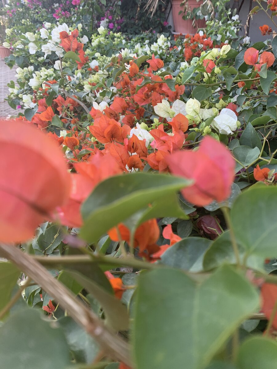 Разнообразные цветы вы найдете в каждом компаунде Шарм-Эль-Шейха