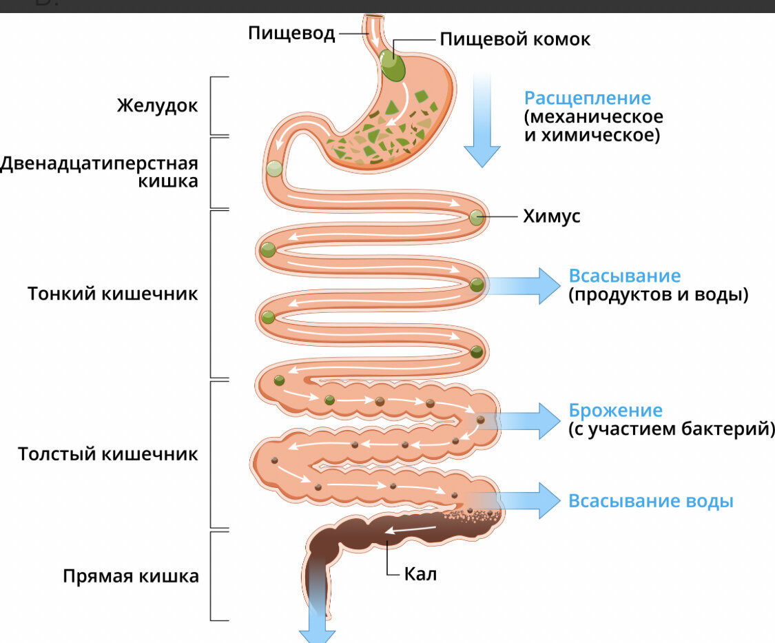 сколько калорий тратятся во время оргазма фото 91