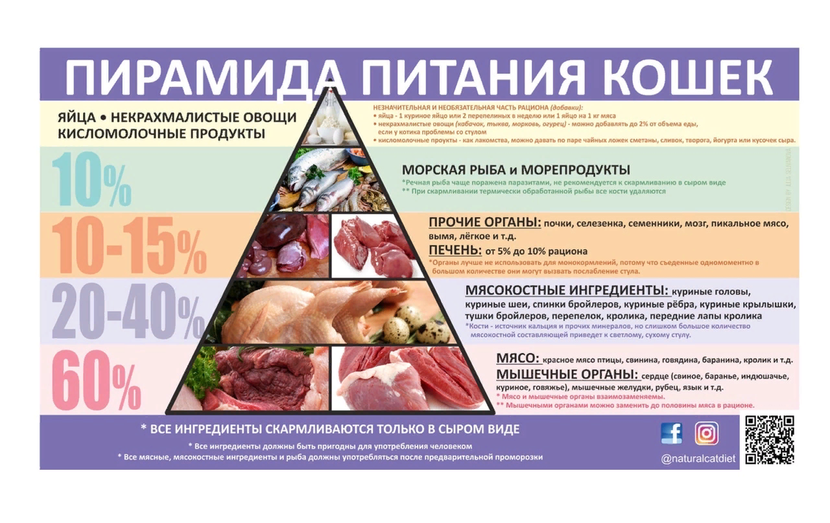 🐱Из чего должен состоять натуральный домашний рацион вашей кошки | Нос ...