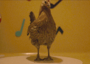 чтобы как-то развлечь просто зрителя. 
нашлась картинка отплясывающей курочки. 