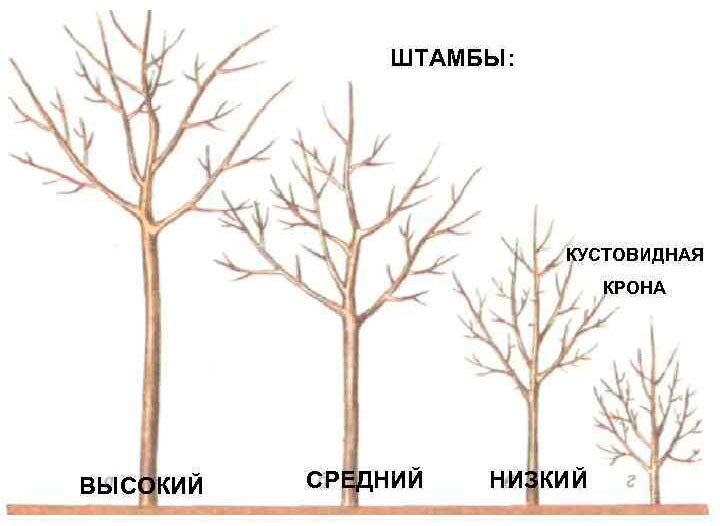 Формирование клена на штамбе схема