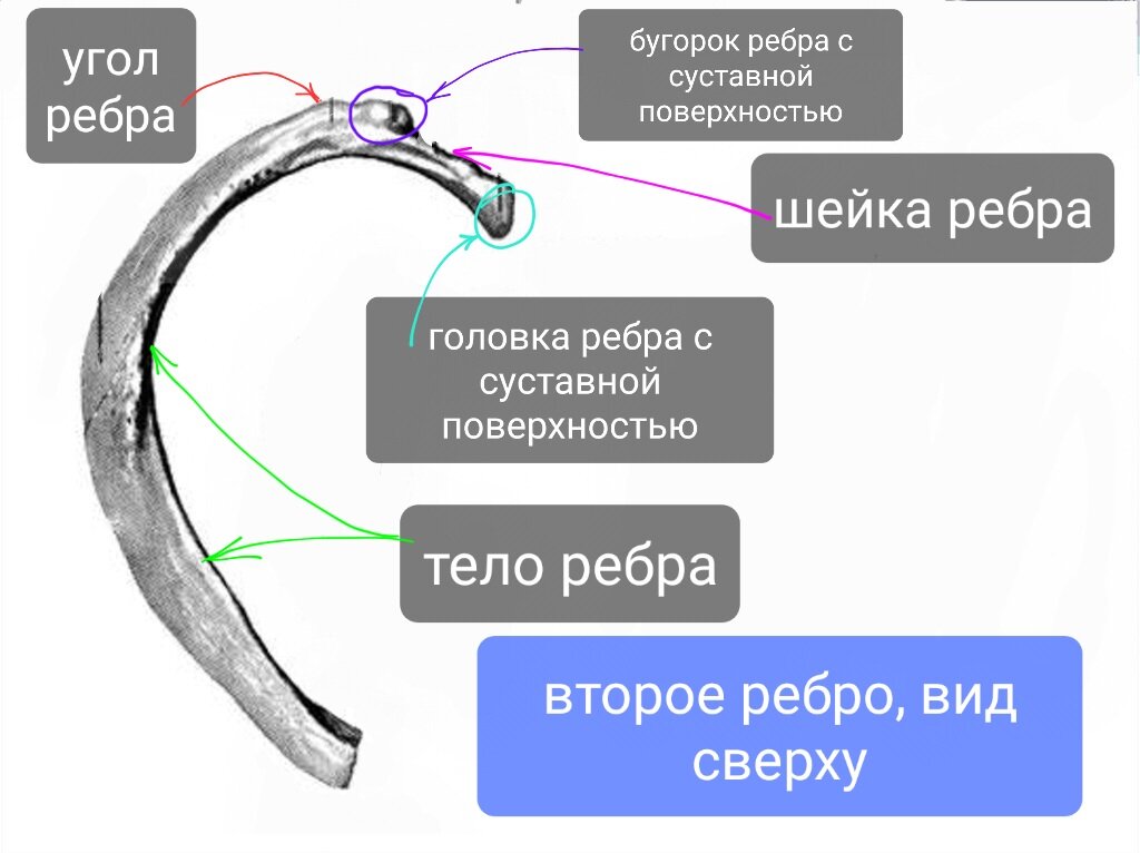 Атлас анатомии человека - Грудная клетка. Вид спереди