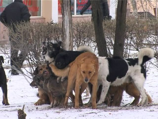 Особенно эта проблема актуальна для бездомных свор. Во время течки самки происходит собачья свадьба — самцы сбегаются со всей округи, чтобы устроить романтик с дамой. И настроение у них может быть достаточно агрессивным.  