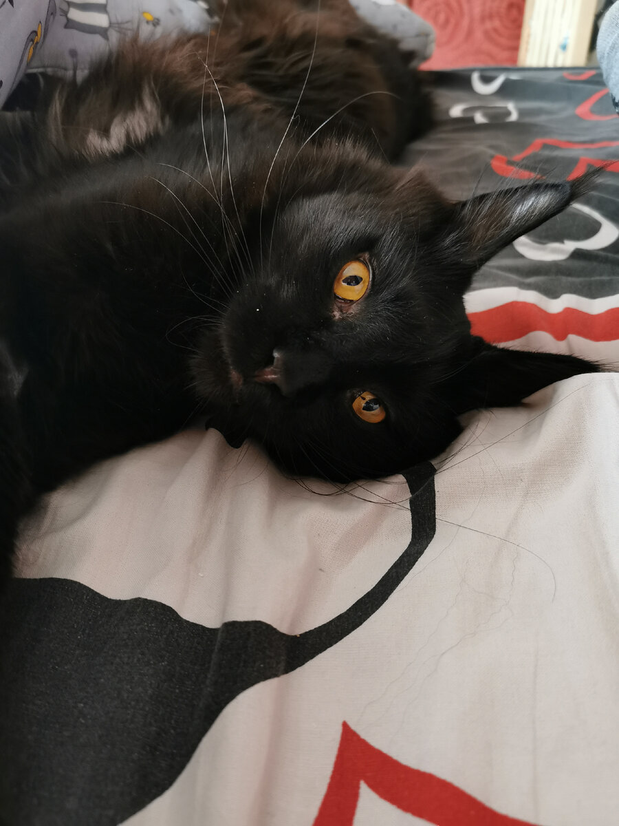 Фотография, конечно, не отображает всю прелесть, но усы у Сноу и правда шикарные