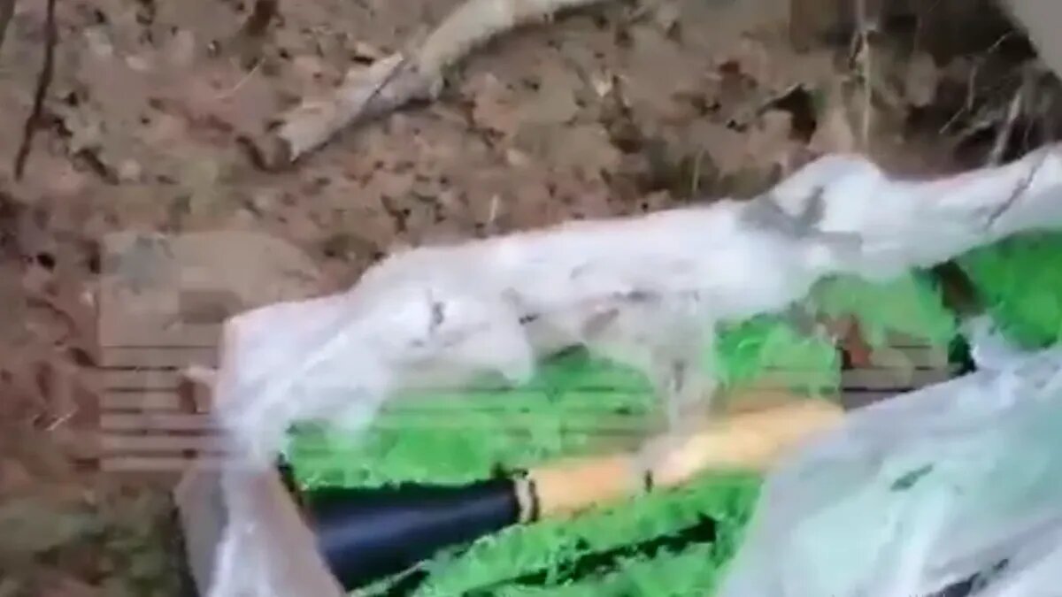 Фото: Стоп кадр из видео / t.me/bazabazon