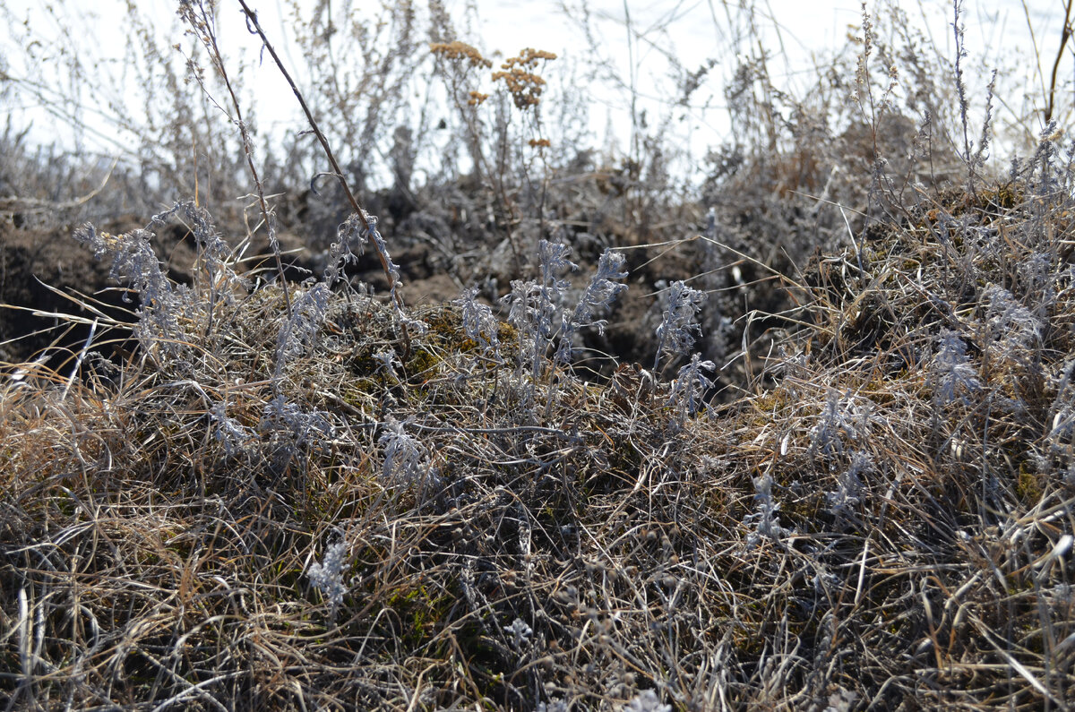 И берег с сухой полынью