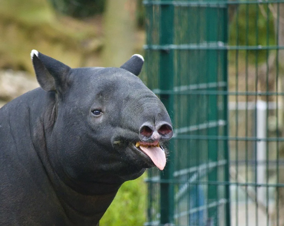 Тапир - это крупное животное, которое живет в лесных и тропических зонах Центральной и Южной Америки, а также на островах Юго-Восточной Азии. Всего насчитывается пять видов тапиров: бразильский, малайский, горный, южноамериканский и центрально американский. В данной статье мы рассмотрим особенности и образ жизни тапира. Описание тапира.
Тапир имеет толстое тело, короткие ноги и массивную голову. Вес взрослого животного может достигать 300-400 кг. Окраска тапиров варьируется от темно-серой до коричневой, а некоторые виды имеют белые пятна на лице и теле. У животных длинные уши и крепкие клешни, которые используются для защиты от хищников.
Особенности тапира.
Тапиры являются плотоядными животными, но в их рационе преобладают растительные продукты. Они питаются листьями, плодами, корой деревьев и травами. Тапиры могут плавать и нырять, поэтому они часто обитают вблизи водоемов. Эти животные велики и сильны, но они не являются агрессивными и предпочитают уходить от человека или других животных, не проявляя агрессии.


