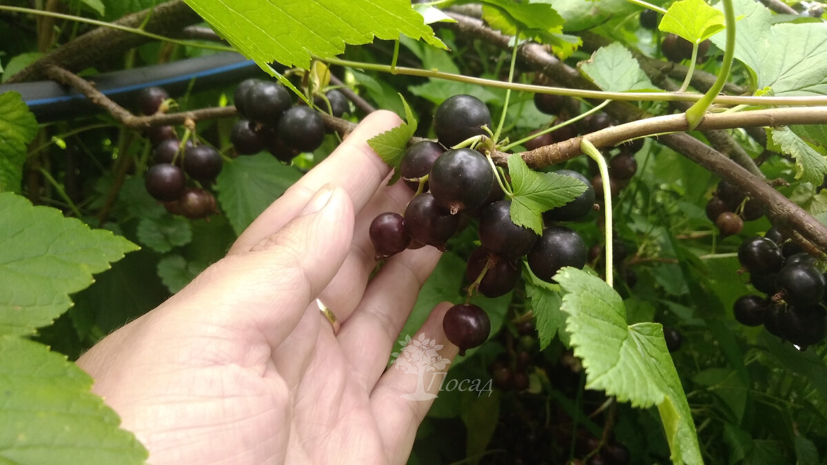 Миф 3: Обрезка необходима только для молодых кустов