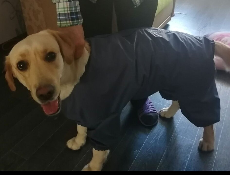 Фото подписчика телеграмм канала "Лорик и Олик", группа " Мой пёс одет ".