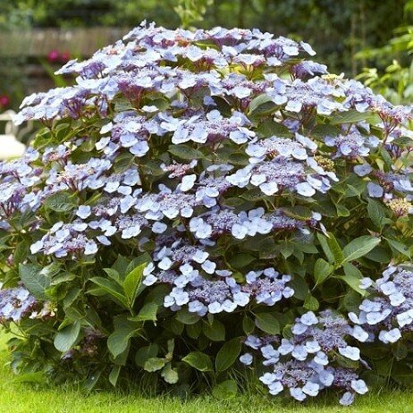 Пильчатая гортензия в дизайне сада.