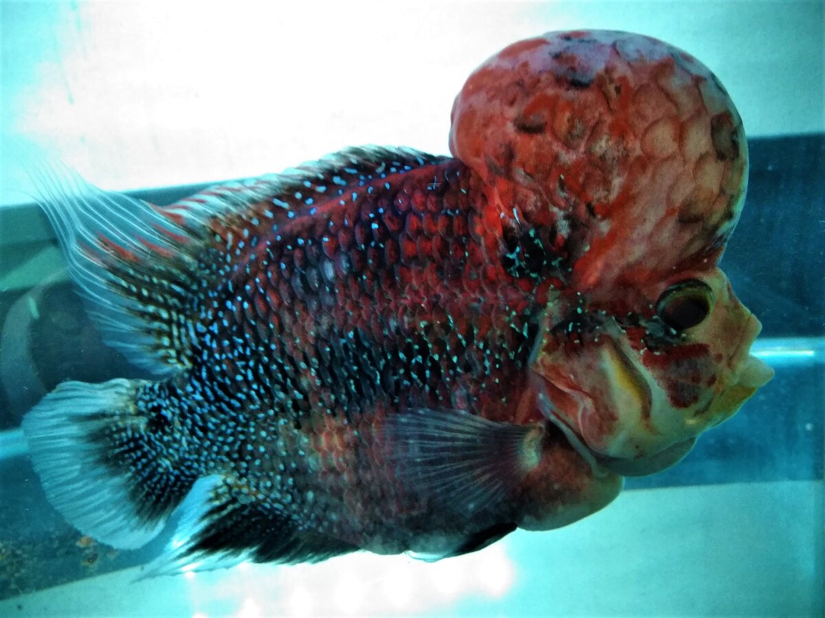 Рыбка по имени Гансо-чан желает всем счастья!