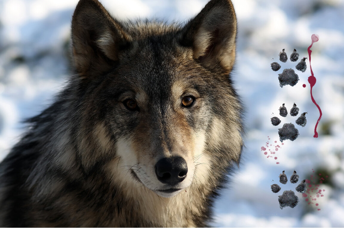 Десять самых красивых видов волков в мире
