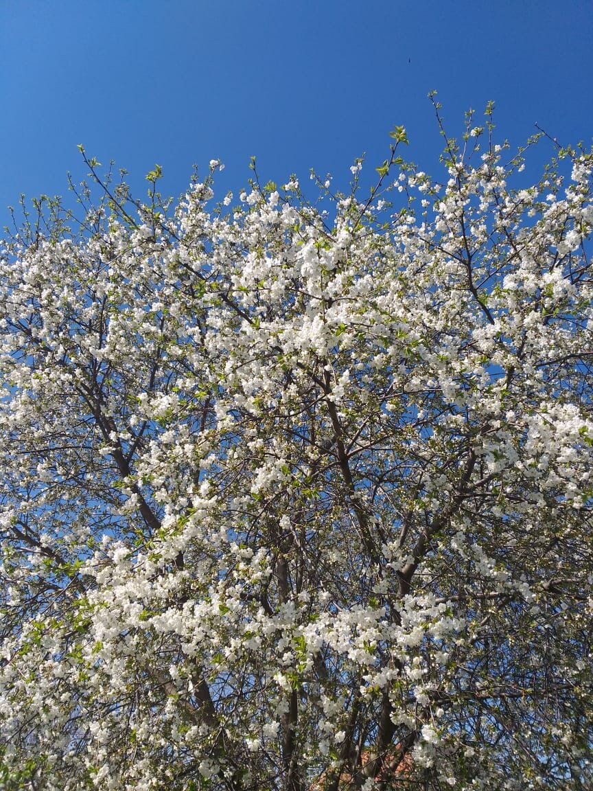 Крымская вишня